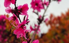 A片在线观看免费无码播放